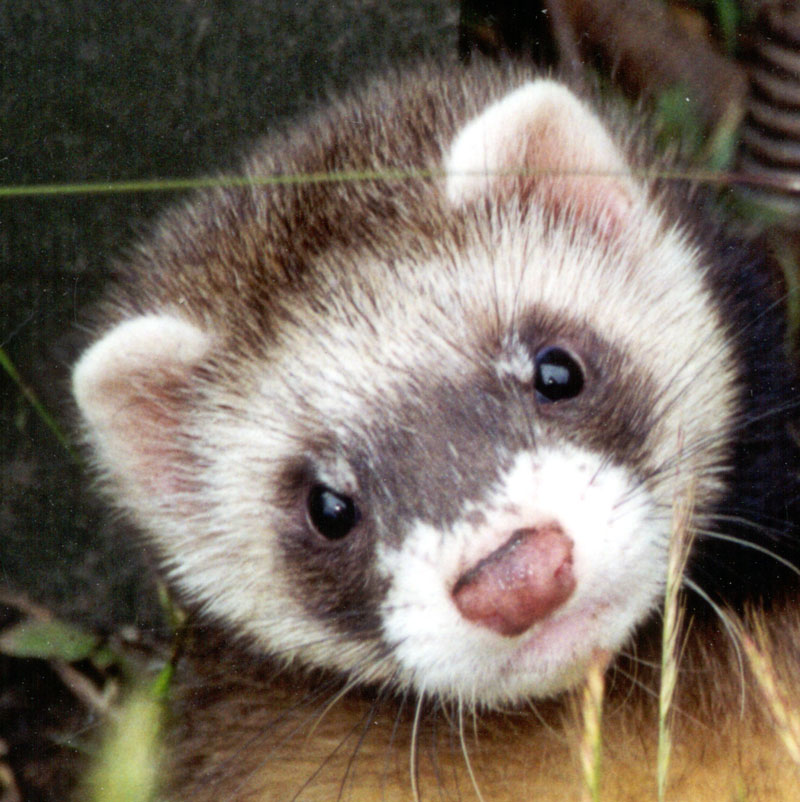 Want to get a ferret